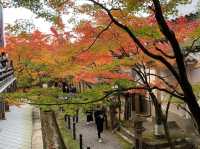 เที่ยวใบไม้เปลี่ยนสี เกียวโต วัดเอกันโดเซ็นริน ⛩️🍁