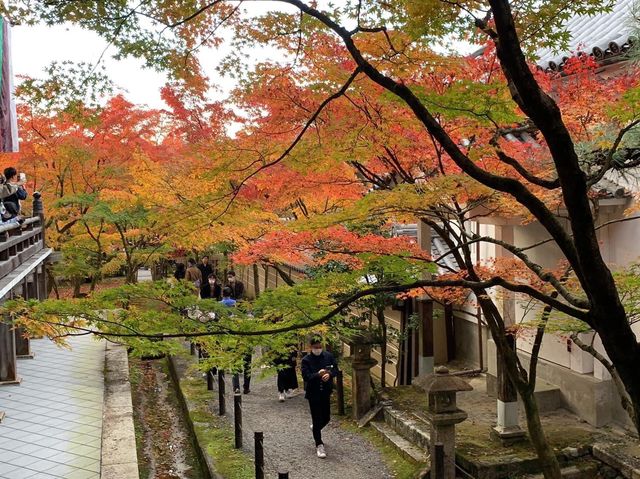 เที่ยวใบไม้เปลี่ยนสี เกียวโต วัดเอกันโดเซ็นริน ⛩️🍁