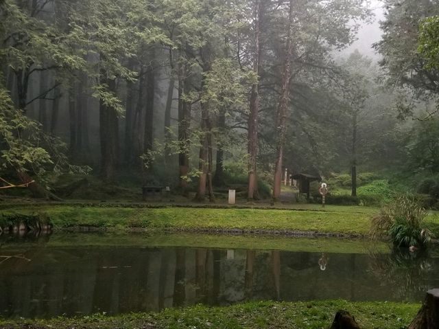 阿里山遠古森林吸收大自然天地靈氣