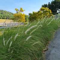 รีวิว โรงแรม The Paz Khaoyai 