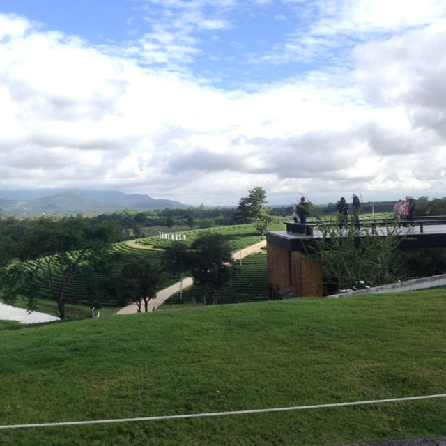 Scenic Tea Plantation in Chiangrai