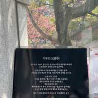 조선시대 흥선대원군의 별장, 고종의 임시거처 석파정🌸