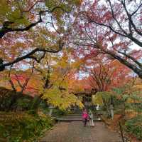 嵐山秋色最美，常寂光寺最動人