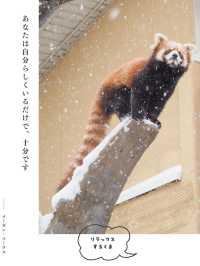 【北海道】冬の動物園を名言と共に楽しもう🐻‍❄️🐧🦭🦝🐺💕
