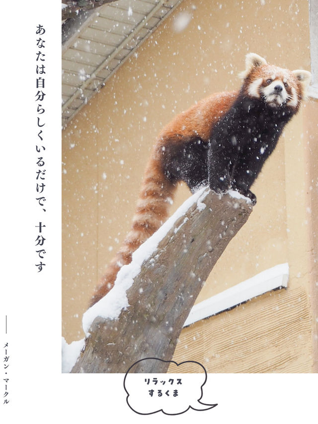 【北海道】冬の動物園を名言と共に楽しもう🐻‍❄️🐧🦭🦝🐺💕