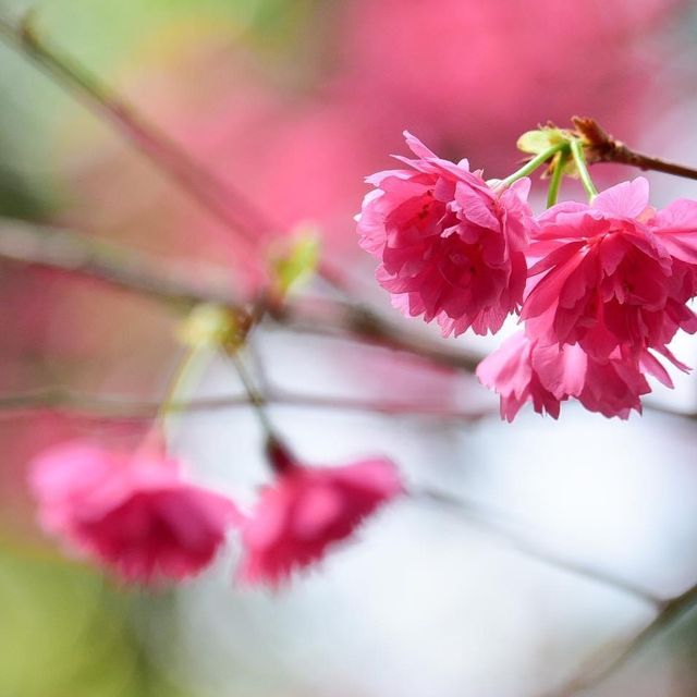 大埔海濱公園繡球花一樣咁燦爛👍👍👍