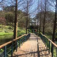 長庚養生文化村（有隱藏版櫻花木棧道八重櫻）