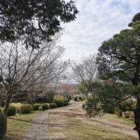 Beautiful park with around 3k sakura trees