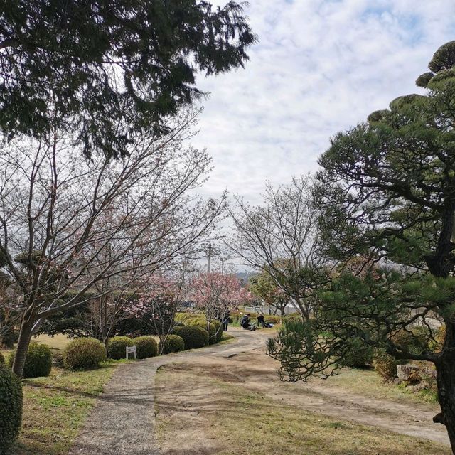 Beautiful park with around 3k sakura trees