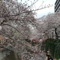 Cherry Blossom Viewing at Nakameguro