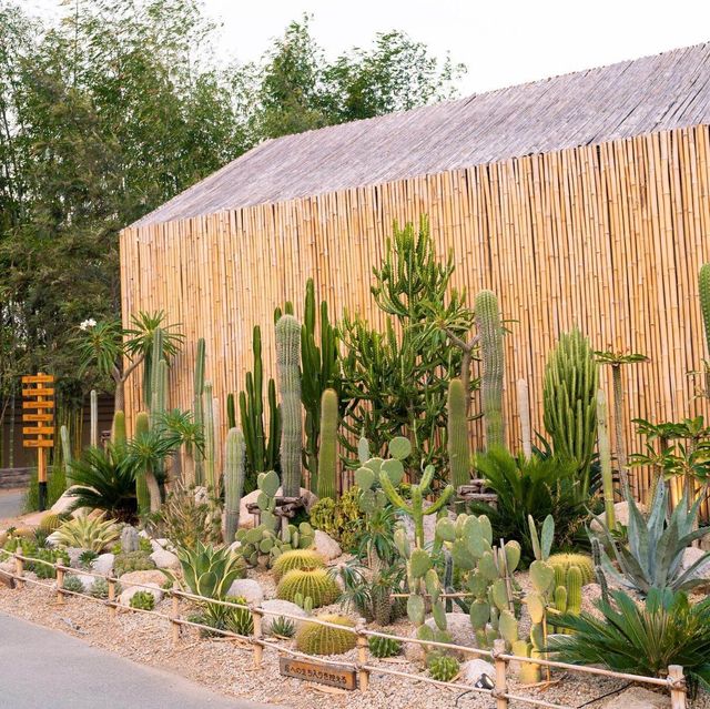 Chan nature cafe’