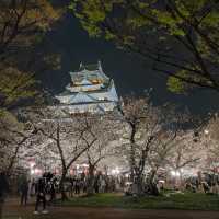 【大阪】大阪城西の丸庭園の桜🌸