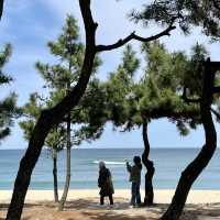 소나무 숲과 어우러진 강릉 송정해수욕장🌲