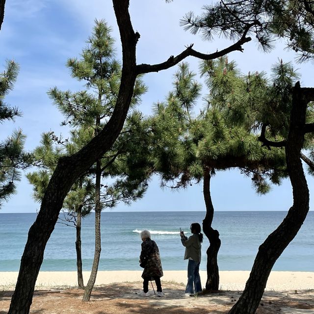 소나무 숲과 어우러진 강릉 송정해수욕장🌲