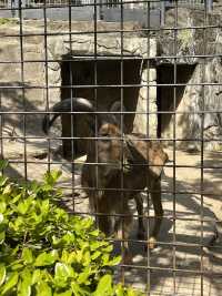 東京親子遊 - 恩賜上野動物園