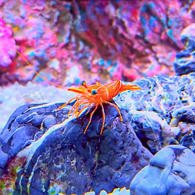 🕷ดูปลา เดินเล่น เย็นใจ 