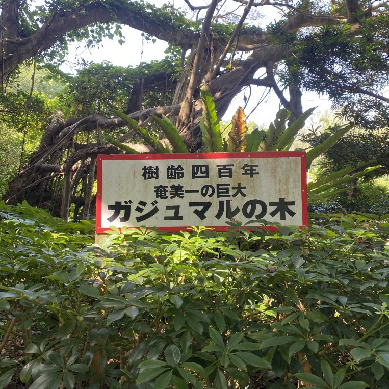 奄美一の巨大「前肥田のガジュマルの木」で幸運祈願！まるでジャングル