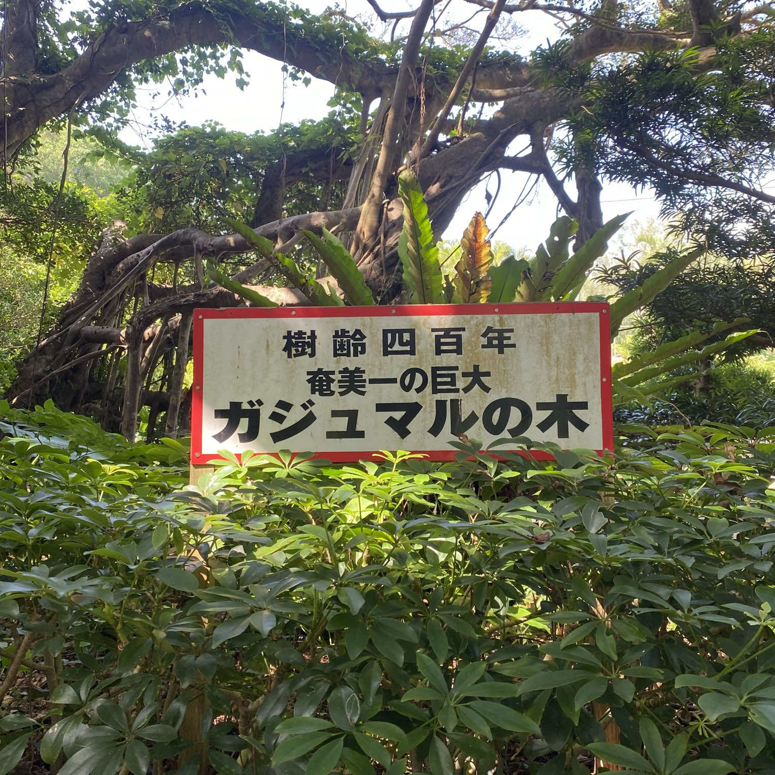 奄美一の巨大「前肥田のガジュマルの木」で幸運祈願！まるでジャングル 