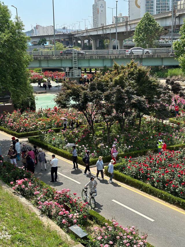 ❤️화려한 장미들의 집합소🌹중랑 장미공원❤️