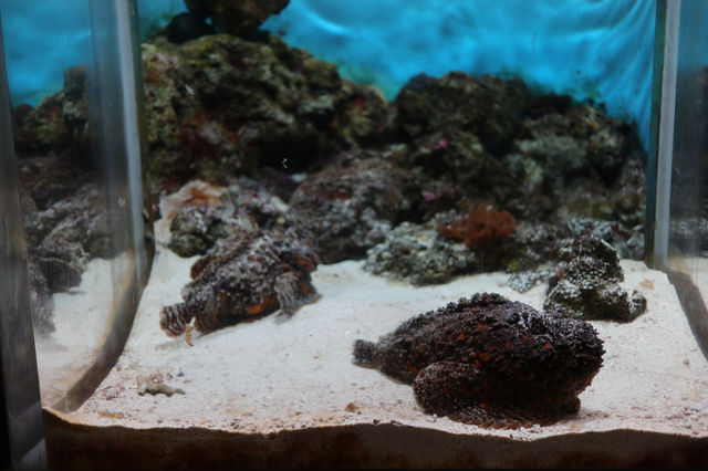 探索海洋奇觀：帶小朋友遊覽鹿兒島水族館