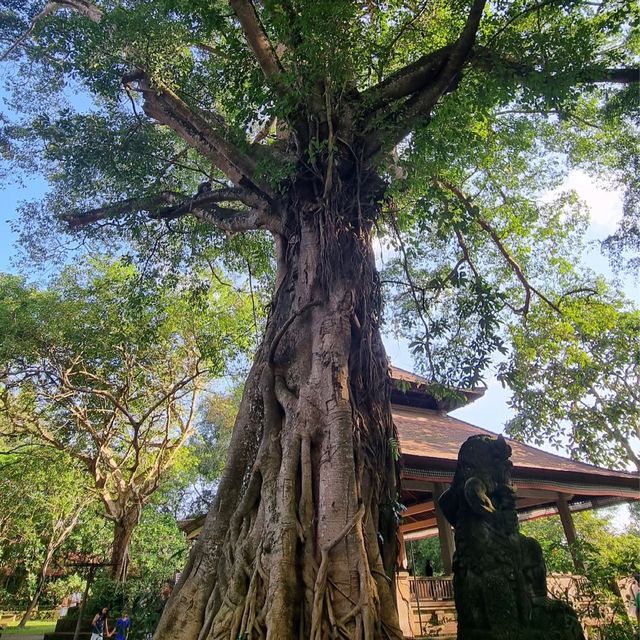 Sacred Monkey Forest Sanctuary 🐒