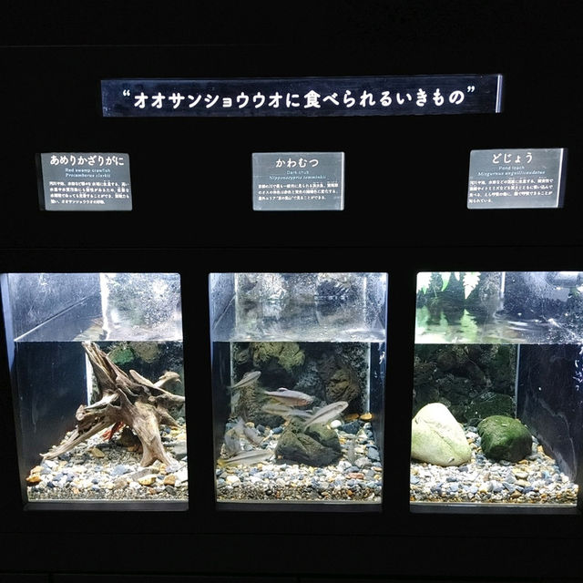 オオサンショウウオを堪能できる　京都水族館