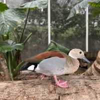 最棒動物園：神戶動物王國