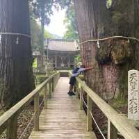 山中温泉　【栢野の大杉 (かやののおおすぎ)]