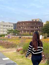 코스모스 밭으로 펼쳐진 인사동 공원, 열린송현 녹지광장🌼