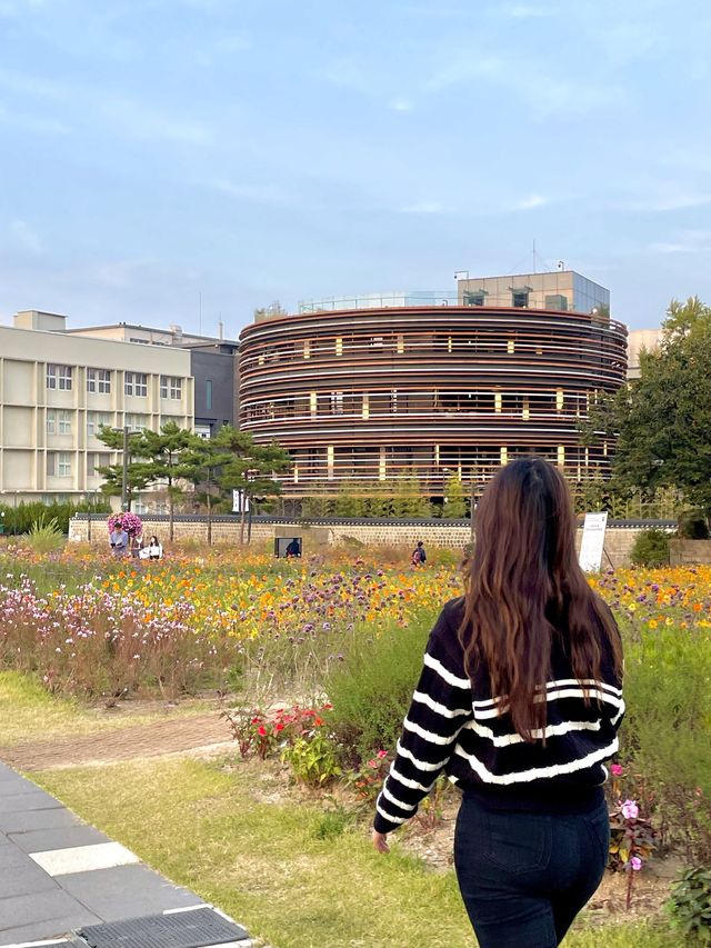 코스모스 밭으로 펼쳐진 인사동 공원, 열린송현 녹지광장🌼