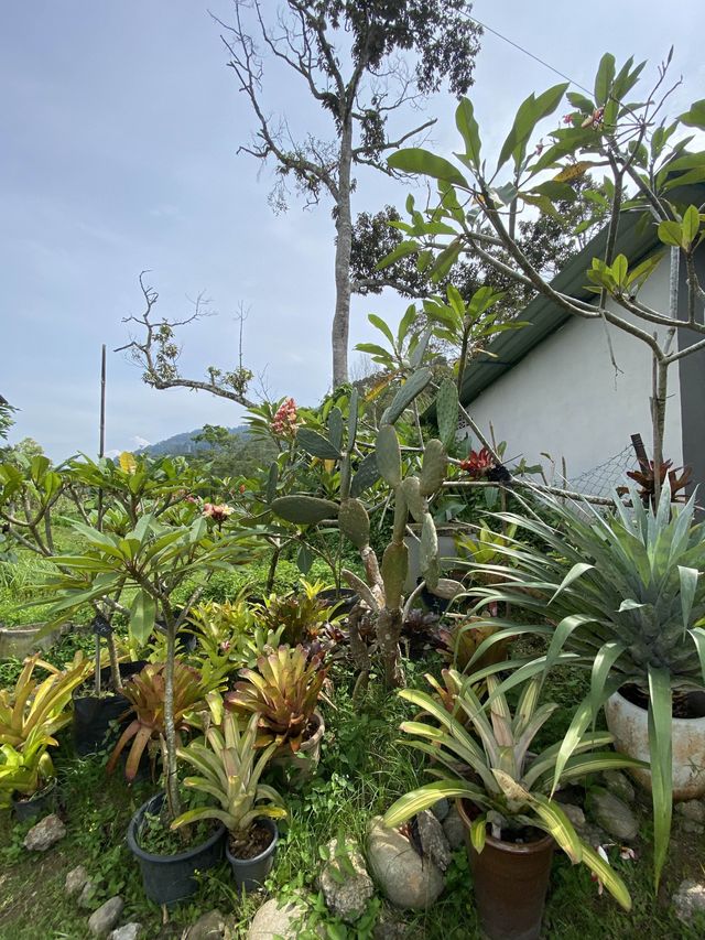 A fig farming and nursery in Janda Baik 🌿