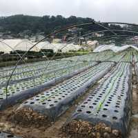 Philippine Baguio Strawberry Farm 兩大兩小去碧瑤草莓園