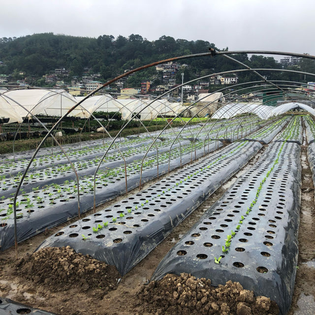 Philippine Baguio Strawberry Farm 兩大兩小去碧瑤草莓園