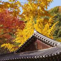 Beautiful Autumn of Korean Folk Village 