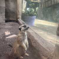 Visit the animals at Avilon Zoo