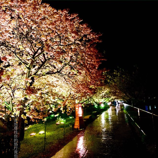河津櫻，東京最早櫻花祭   酒店/景點/美食個人分享