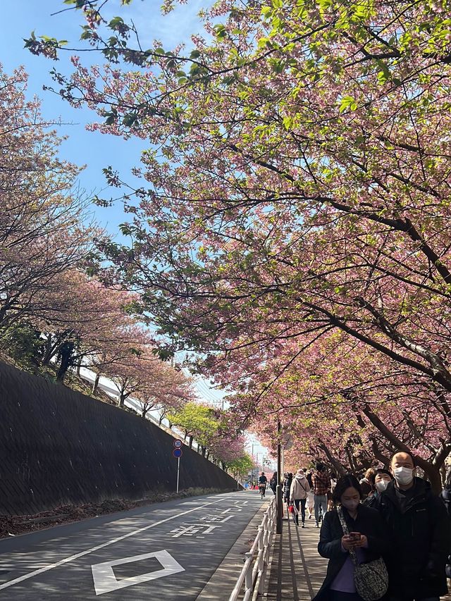 【三浦海岸】海と河津桜