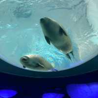 海遊館　「北極圏」来場者を覗きにくるワモンアザラシ