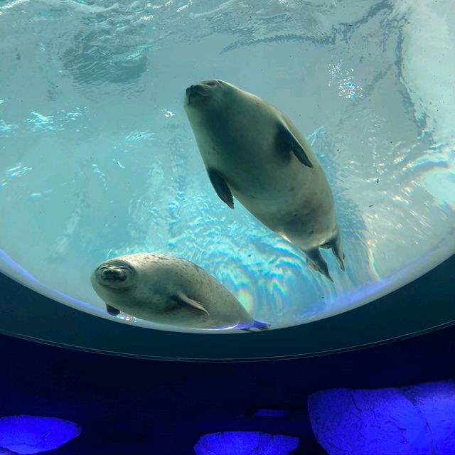 海遊館　「北極圏」来場者を覗きにくるワモンアザラシ