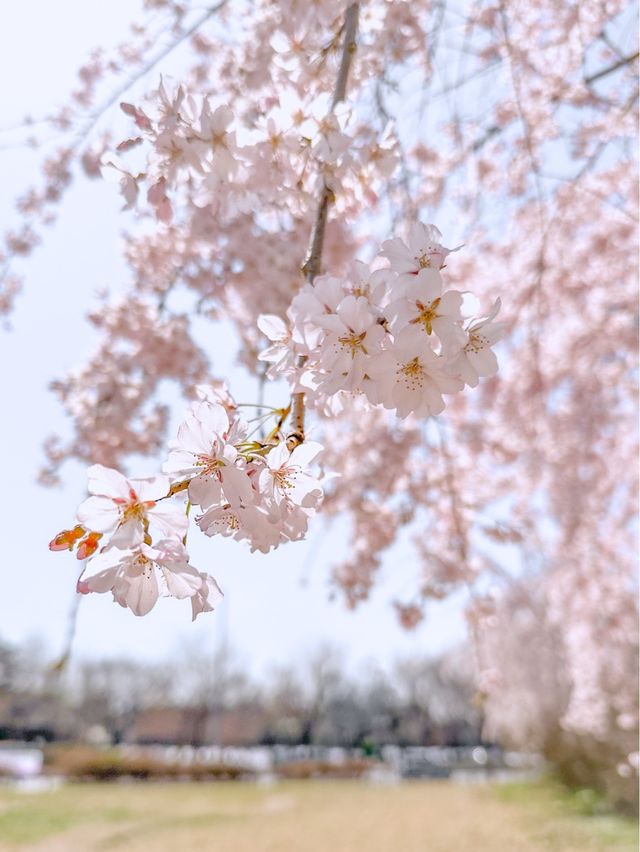 서울 밪꽃 명소 서울숲🌸✨