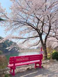 인정할 수 밖에 없는 용인 벚꽃뷰 카페 🌸