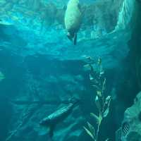 海洋公園：北極之旅