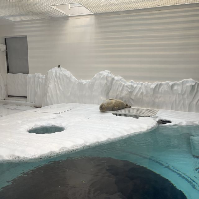 【大阪】関西屈指の巨大水族館🐠海遊館