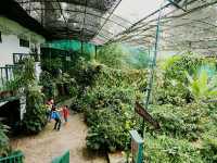 Experience to the Butterfly Farm