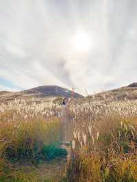 황금빛 억새로 물든 가을 황매산🌾