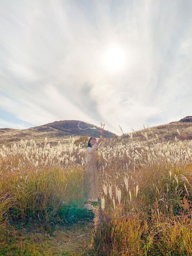 황금빛 억새로 물든 가을 황매산🌾