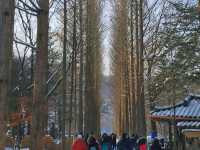 《首爾》冬季戀歌的拍攝地 唯美雪景南怡島 