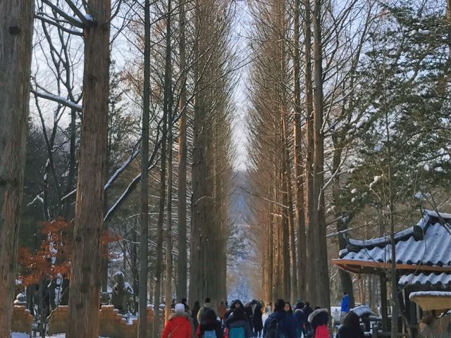 《首爾》冬季戀歌的拍攝地 唯美雪景南怡島 