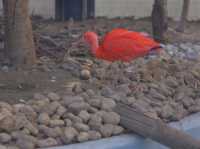 TDL近く無料動物園「江戸川区自然動物園」