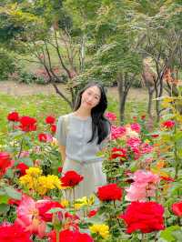 서울에서 정말 핫한 장미축제🌹